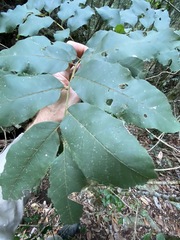 Cupaniopsis tomentella