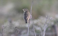 Euplectes capensis capensis