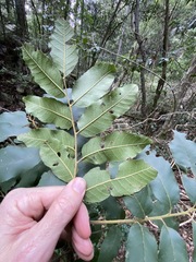 Cupaniopsis tomentella
