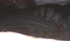 Matobosaurus validus