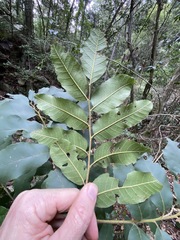 Cupaniopsis tomentella