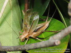 Xenogryllus marmoratus