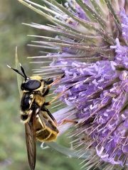 Callicera