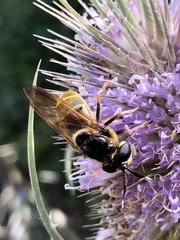 Callicera