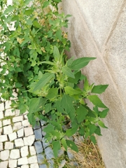 Chenopodium album