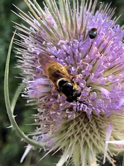 Callicera