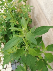 Chenopodium album