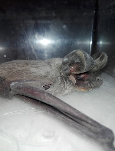 European Free-tailed Bat, Kiryat Bialik, Israel, photo 8 of 10