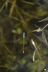 Pseudagrion malabaricum