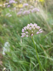Allium angulosum