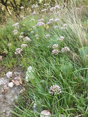 Allium angulosum