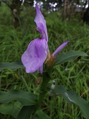 Roscoea purpurea