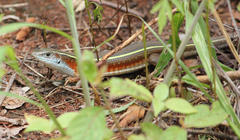Gerrhosaurus flavigularis