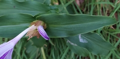 Roscoea purpurea