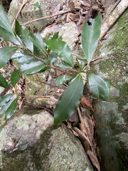 Cryptocarya sclerophylla