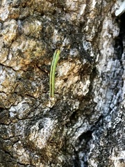 Stegania trimaculata