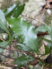 Cryptocarya sclerophylla