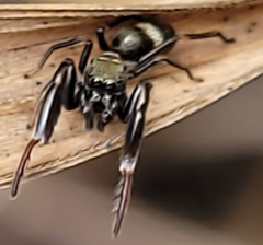 Ligonipes semitectus