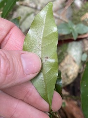 Cryptocarya sclerophylla