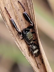 Ligonipes semitectus