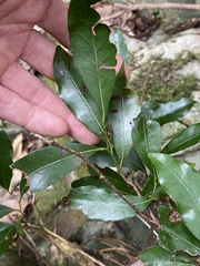 Cryptocarya sclerophylla