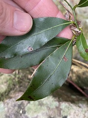 Cryptocarya sclerophylla