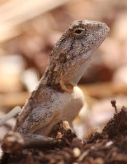 Agama armata