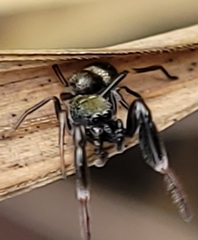 Ligonipes semitectus