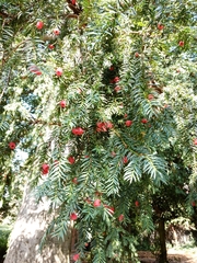 Taxus baccata