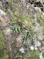 Sarcochilus ceciliae