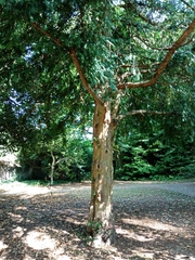 Taxus baccata