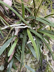 Sarcochilus ceciliae