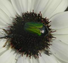 Leucocelis haemorrhoidalis