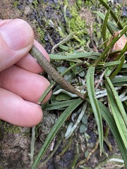 Sarcochilus ceciliae