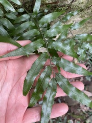 Arthropteris tenella