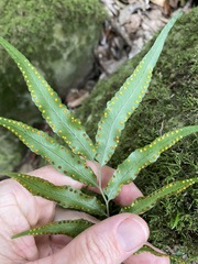 Arthropteris tenella