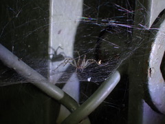 Dendrolycosa
