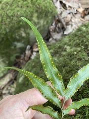 Arthropteris tenella
