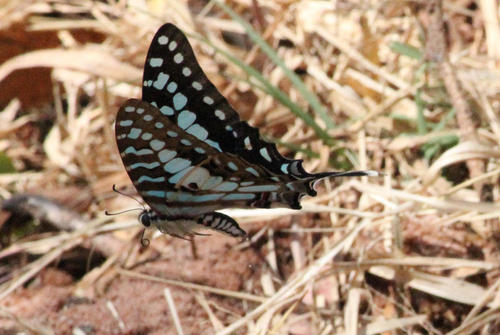 Photo of Large Striped Swordtail (Graphium antheus)