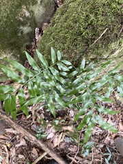 Arthropteris tenella
