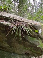 Sarcochilus ceciliae