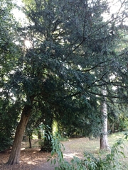 Taxus baccata