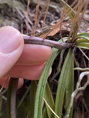 Sarcochilus ceciliae