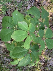 Zeyheria tuberculosa