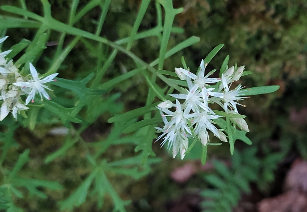 Rhodiola sinuata; photograph PRIYA RAUTELA, CC BY, iNaturalist via GBIF