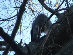 Cercopithecus mitis labiatus