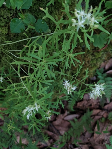 Rhodiola sinuata, photograph 1