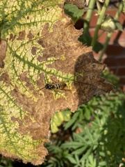 Vespula vulgaris