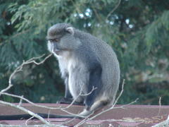Cercopithecus mitis labiatus