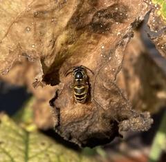 Vespula vulgaris